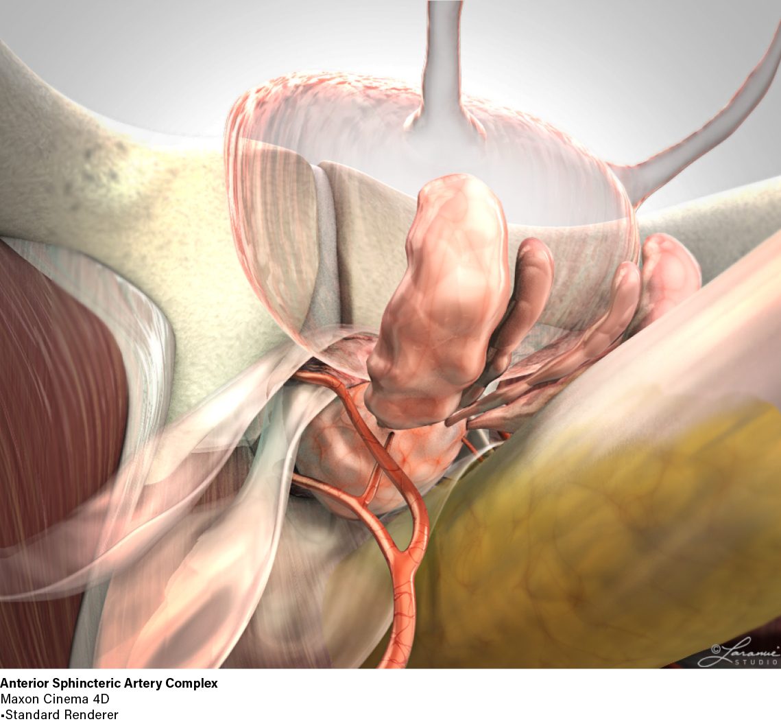 Anterior Sphincteric Artery Complex Render by Jason Laramie
